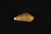 藏品(川蜷)的圖片